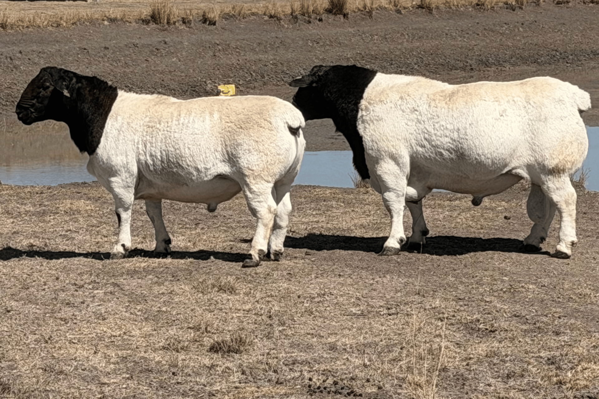 Dorper ewes and lambs breeding flock