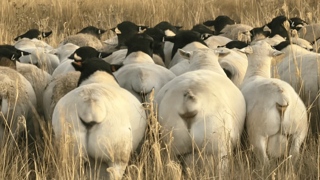 Family owned Dorper stud in Australia