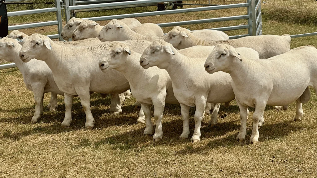 White Dorper sires bred in Northern NSW