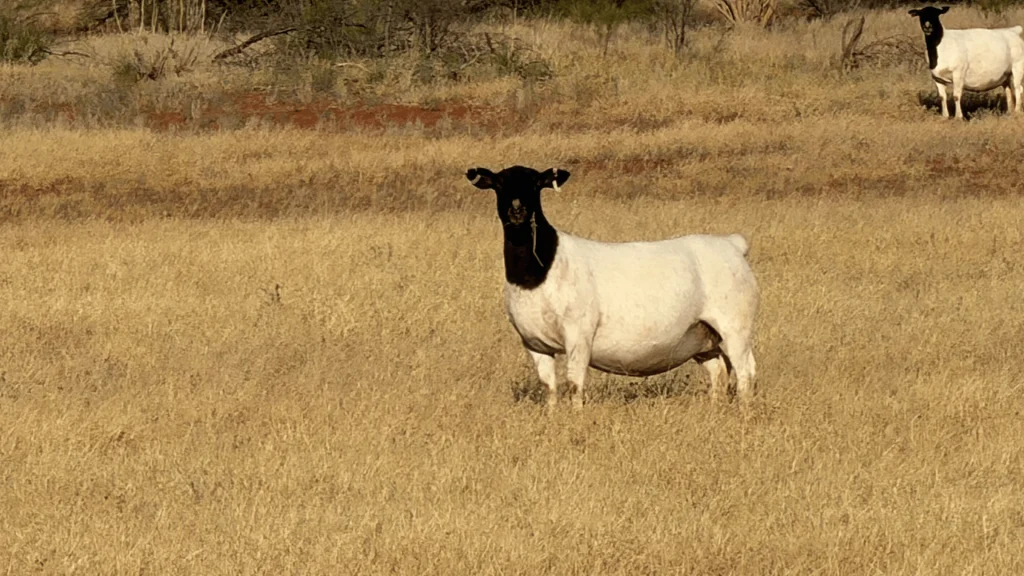 Experienced Dorper breeders in Northern NSW