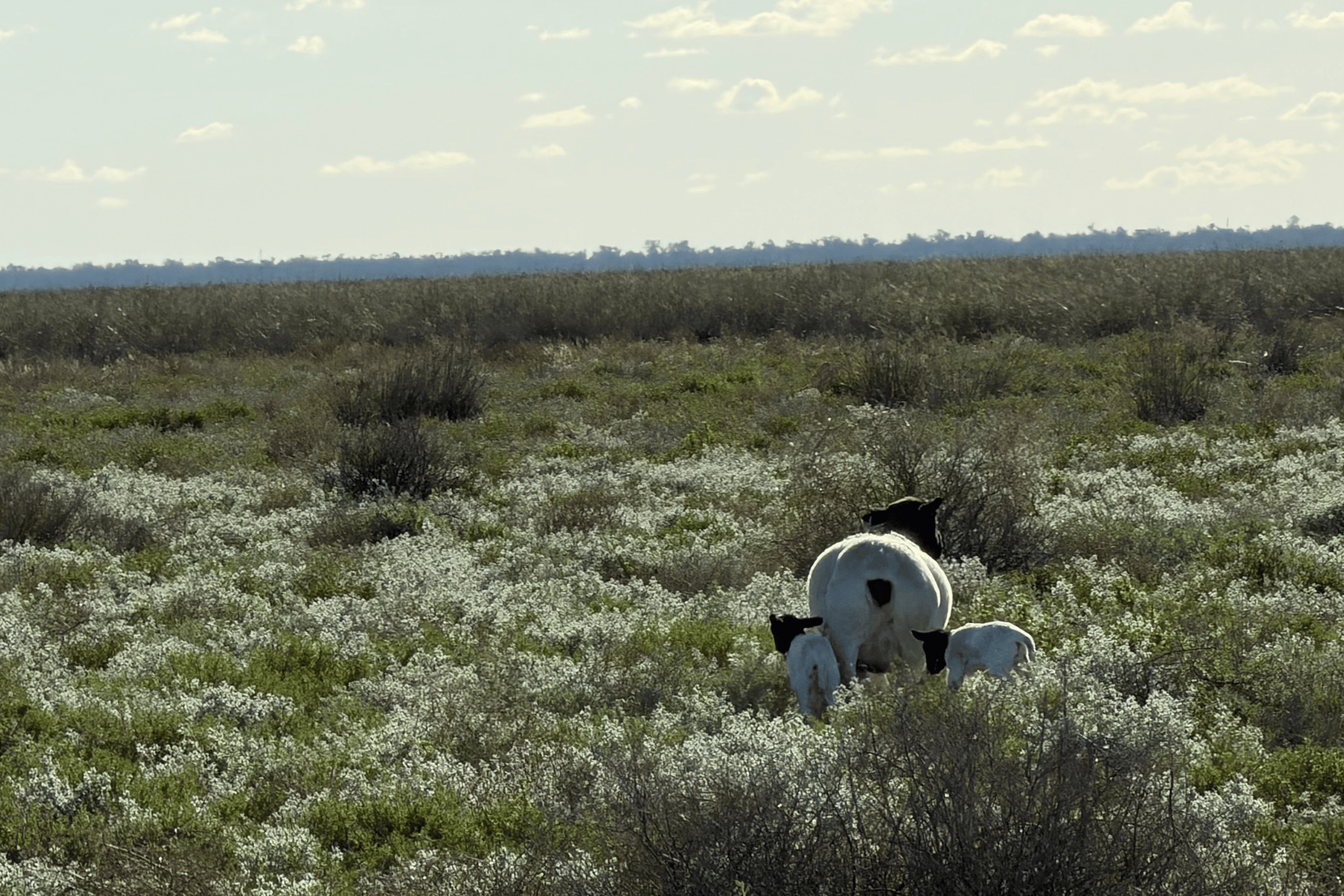 Australian Dorper sheep bred for performance