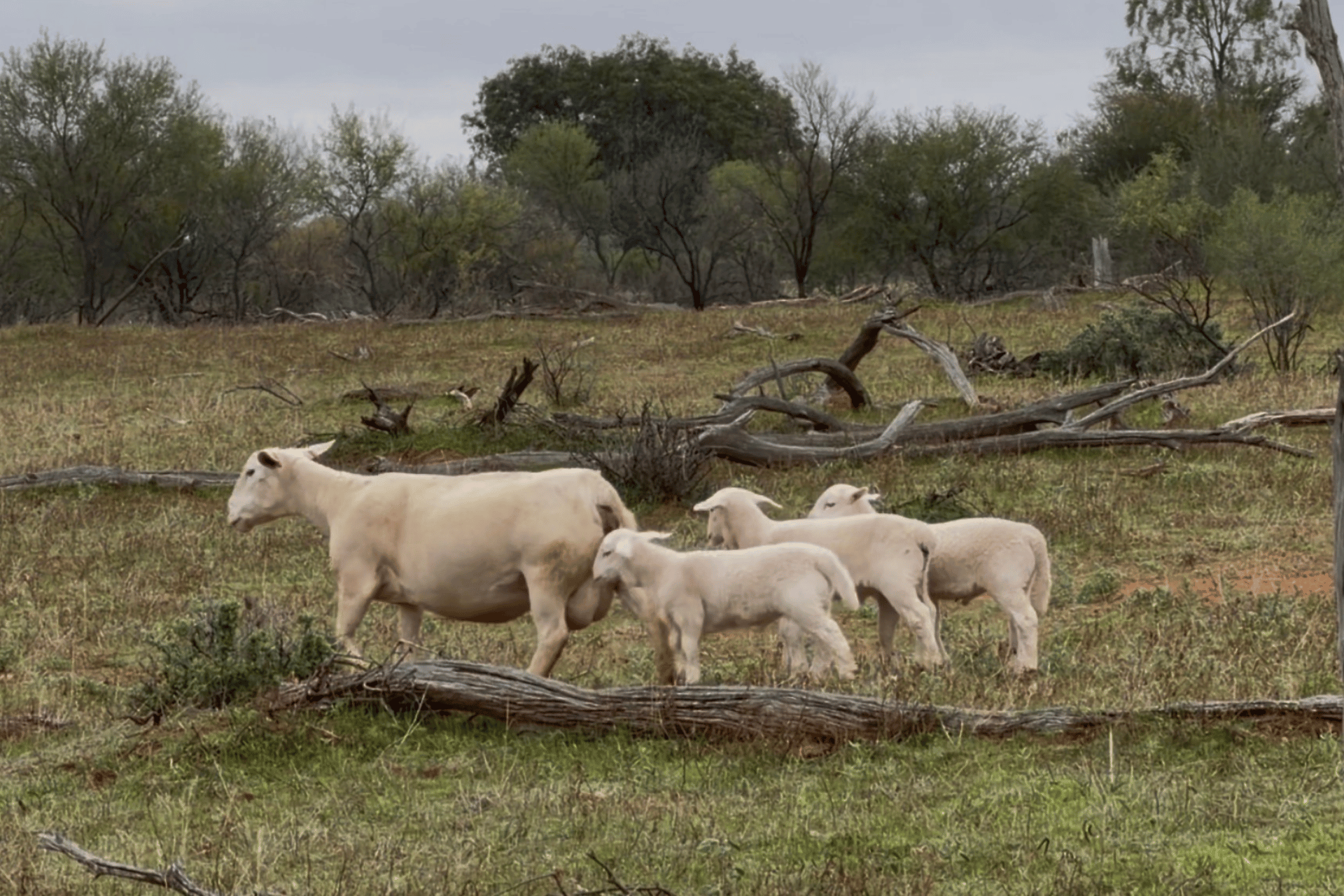 Winrae Dorpers sheep breeding stud Australia