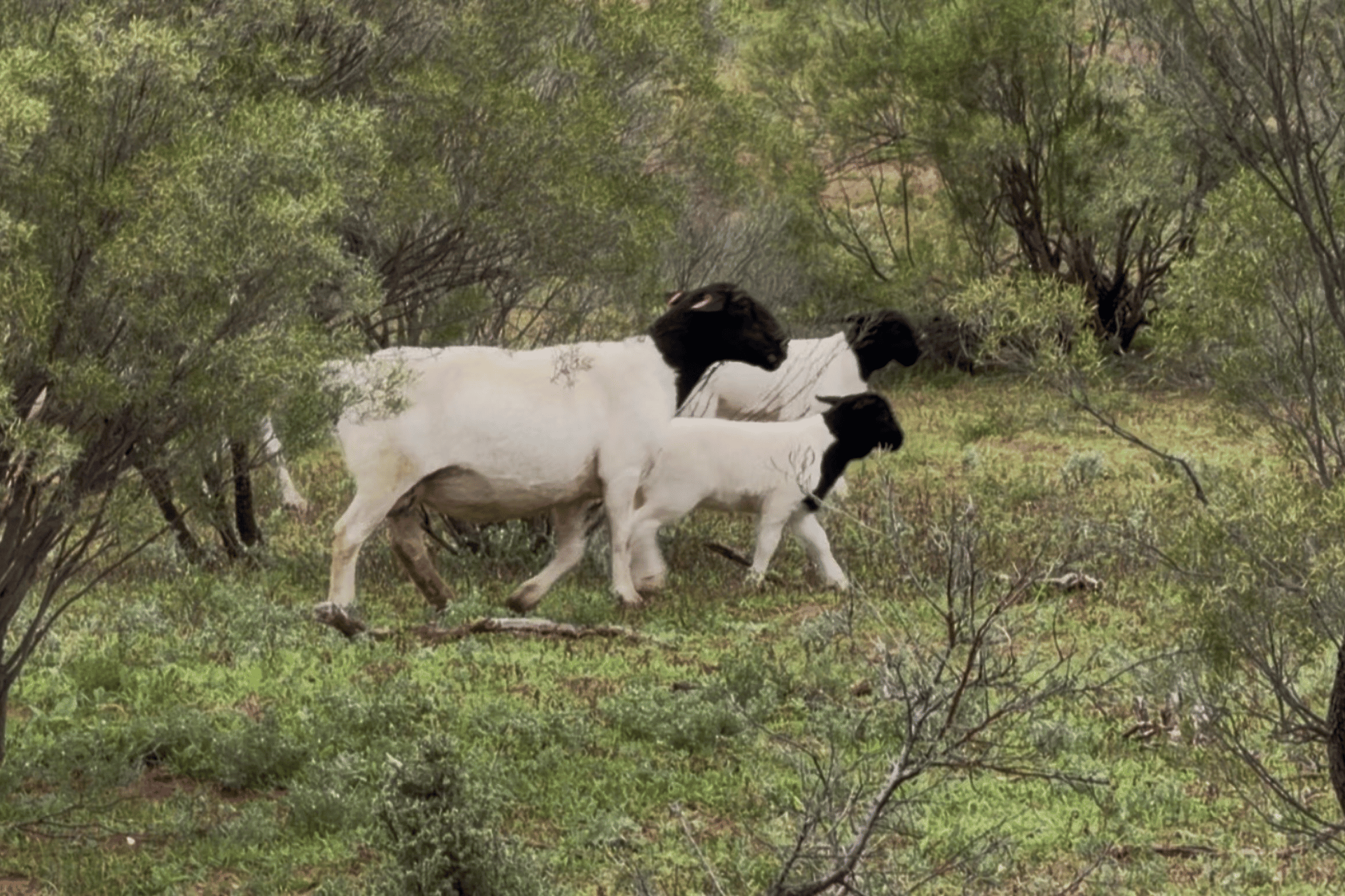 Naturally raised Australian Dorper sheep