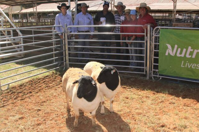 Equal Top Price Dorper Ram Nutrien Charleville Sale