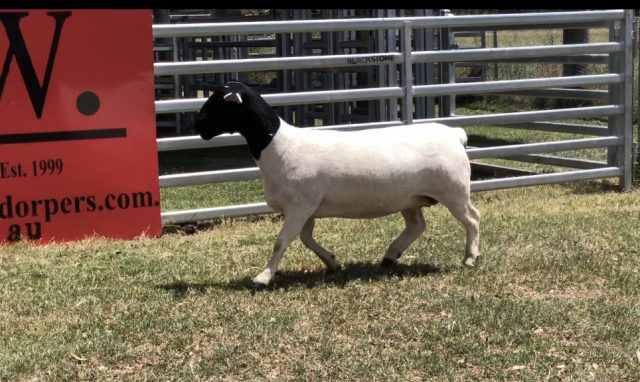 Top Price ewe at $3,600