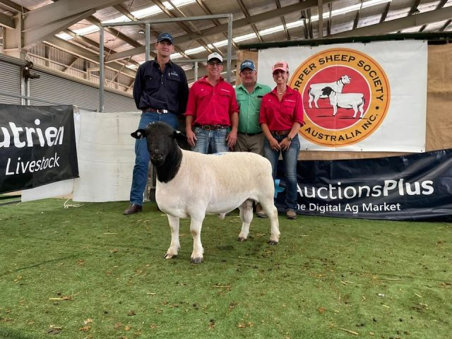Eastern Region Dorper Sale February 2022 Results