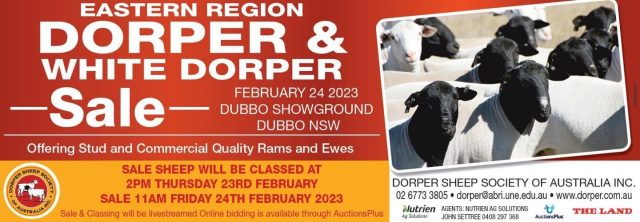 Breedelite Eastern Region Dorper Sale 2023