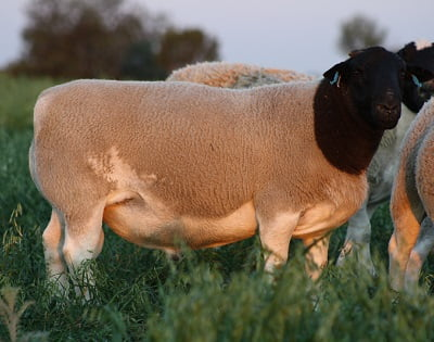 Australian Dorper sheep raised on pasture