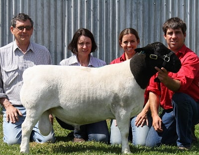 Qualified Dorper judges breeding stud sheep