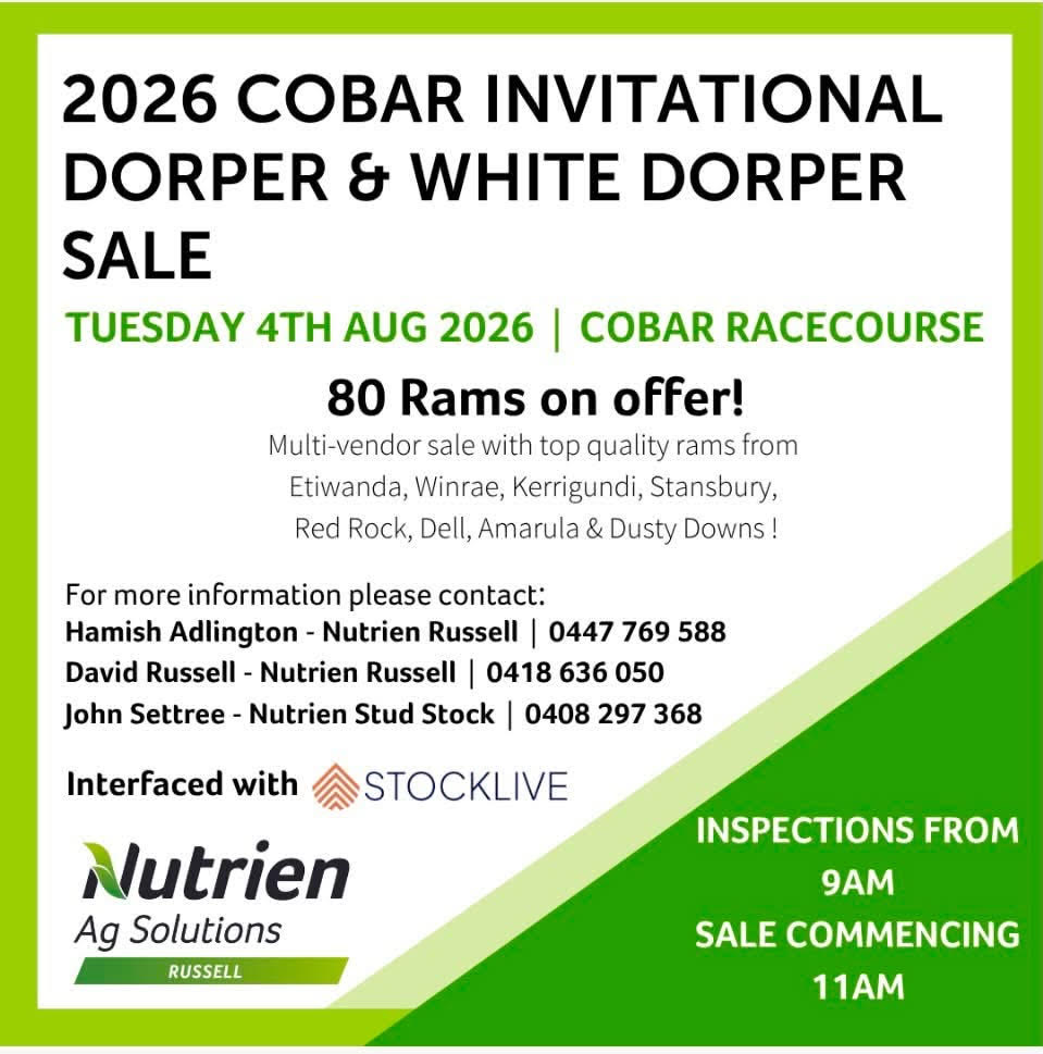Nutrien Cobar Invitational Dorper ram sale