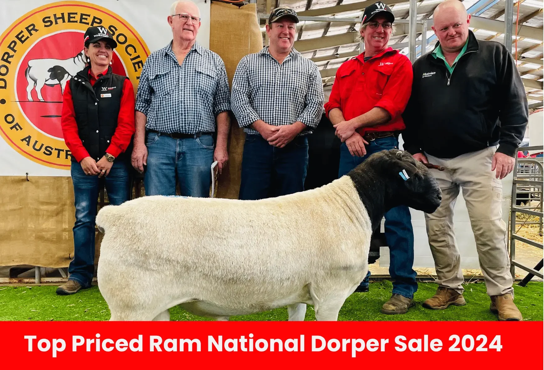 Dorper lambs raised naturally in NSW