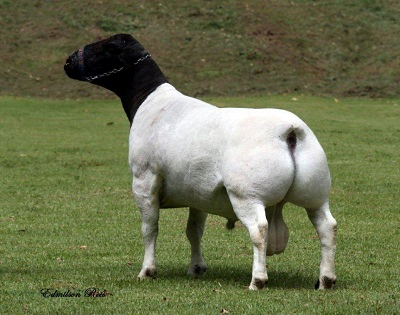 Dorper sheep bred for hardiness and survivability