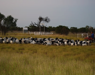 Dorper lambs from Australian breeding stud