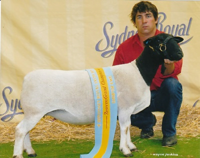 Dorper sheep bred at Winrae stud Australia