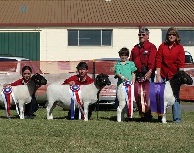 Dorper breeding flock in Northern NSW
