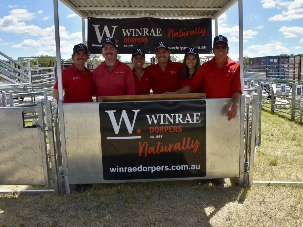 Dorper rams bred for commercial producers