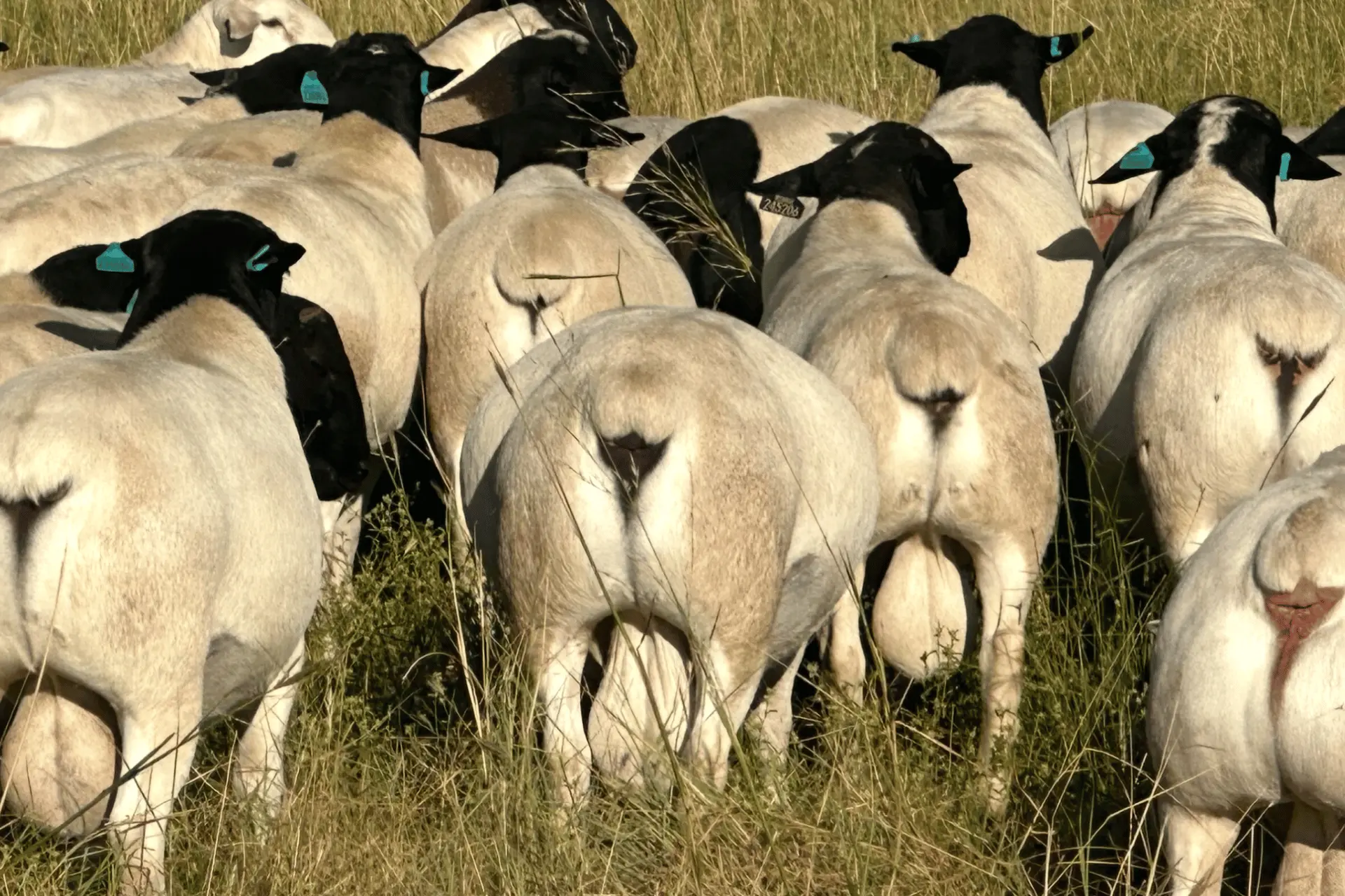 Australian Dorper sheep grazing operation