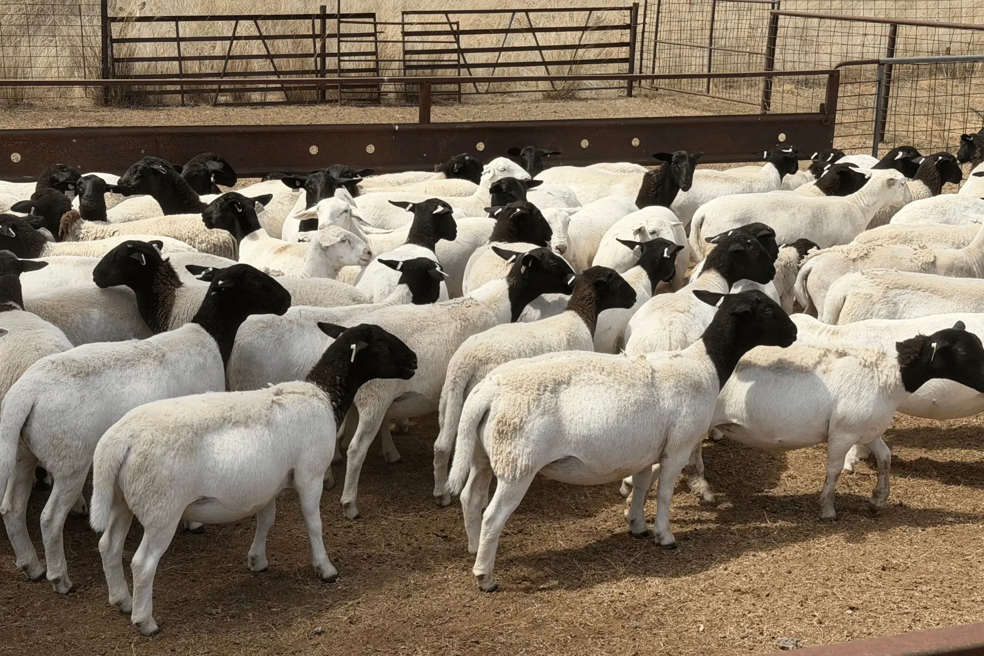 Australian Dorper sheep bred for performance