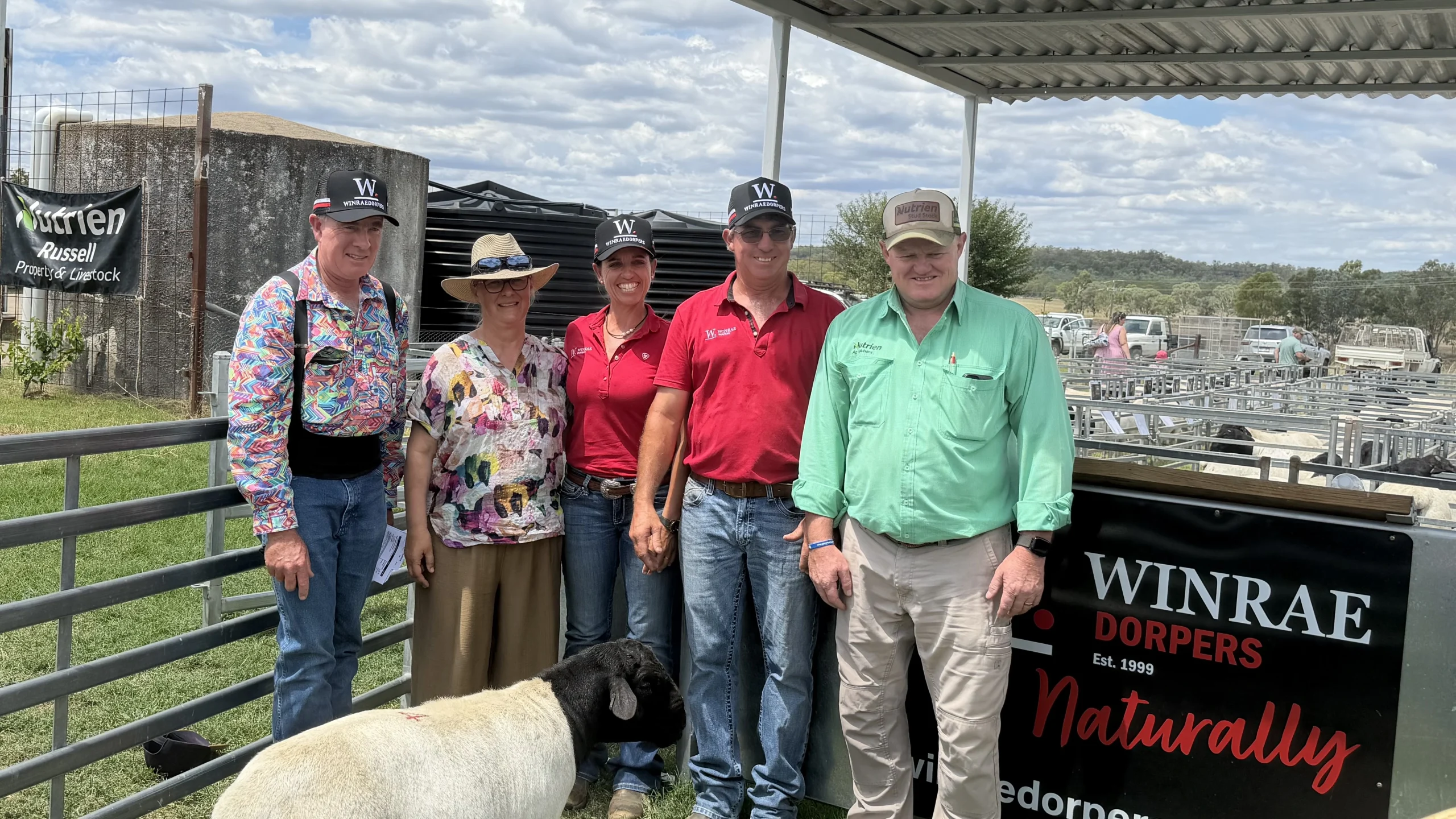 Winrae Dorpers annual on farm ram sale