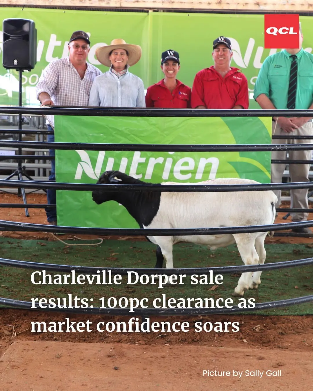 Charleville Dorper ram sale in Queensland