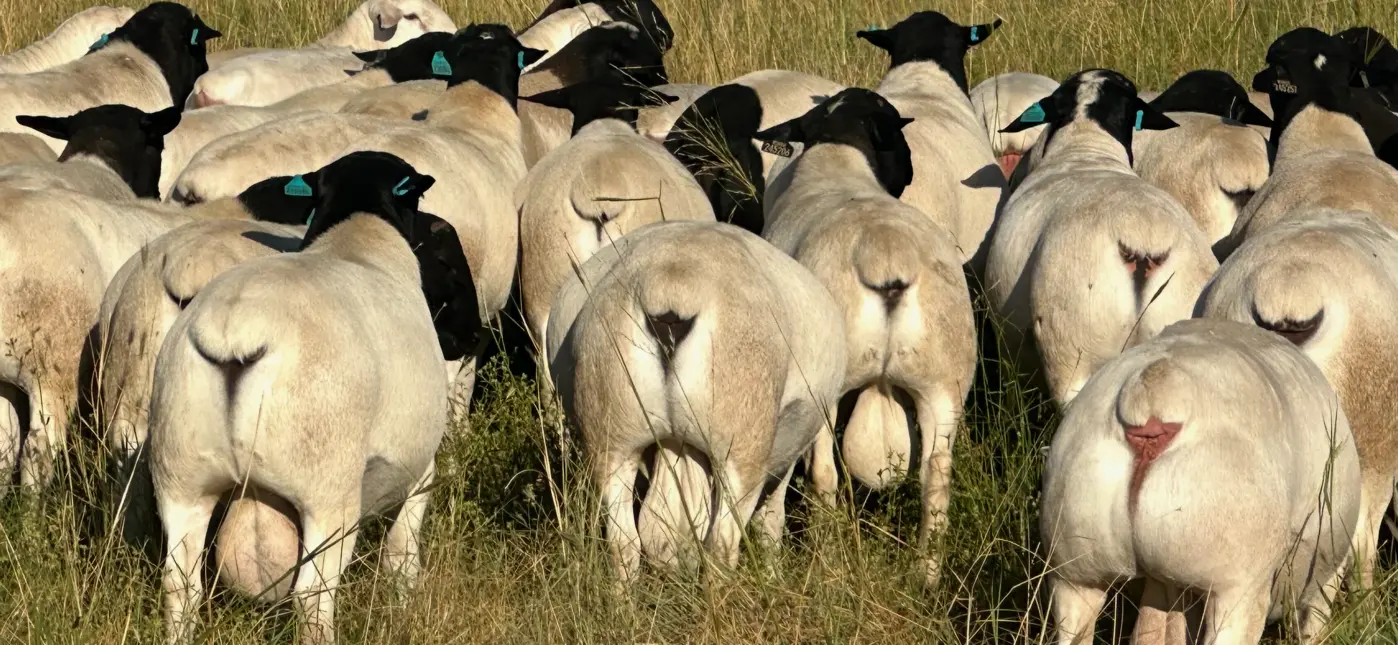 Dorper paddock rams for private sale