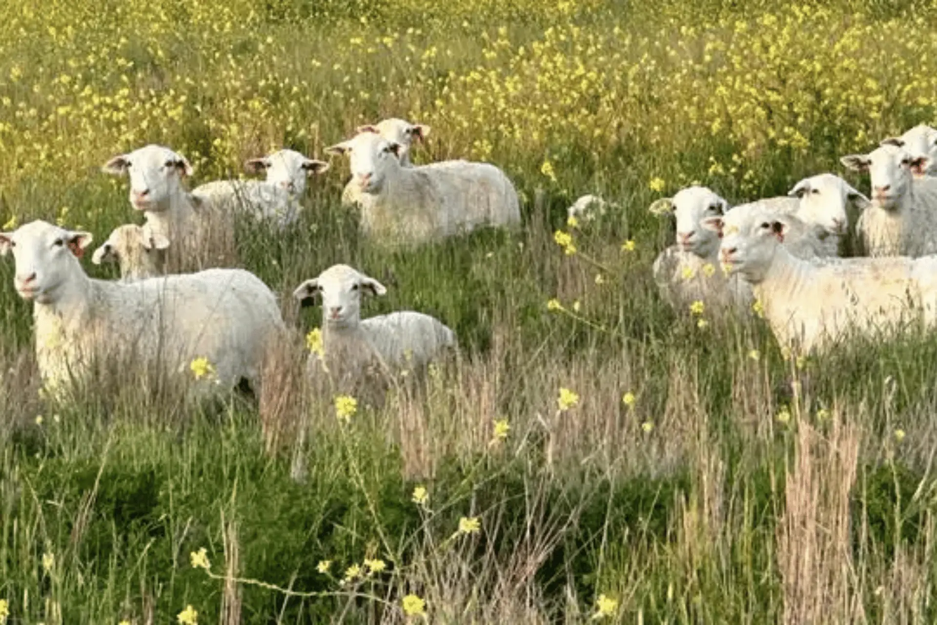 Dorper flock bred in Northern NSW