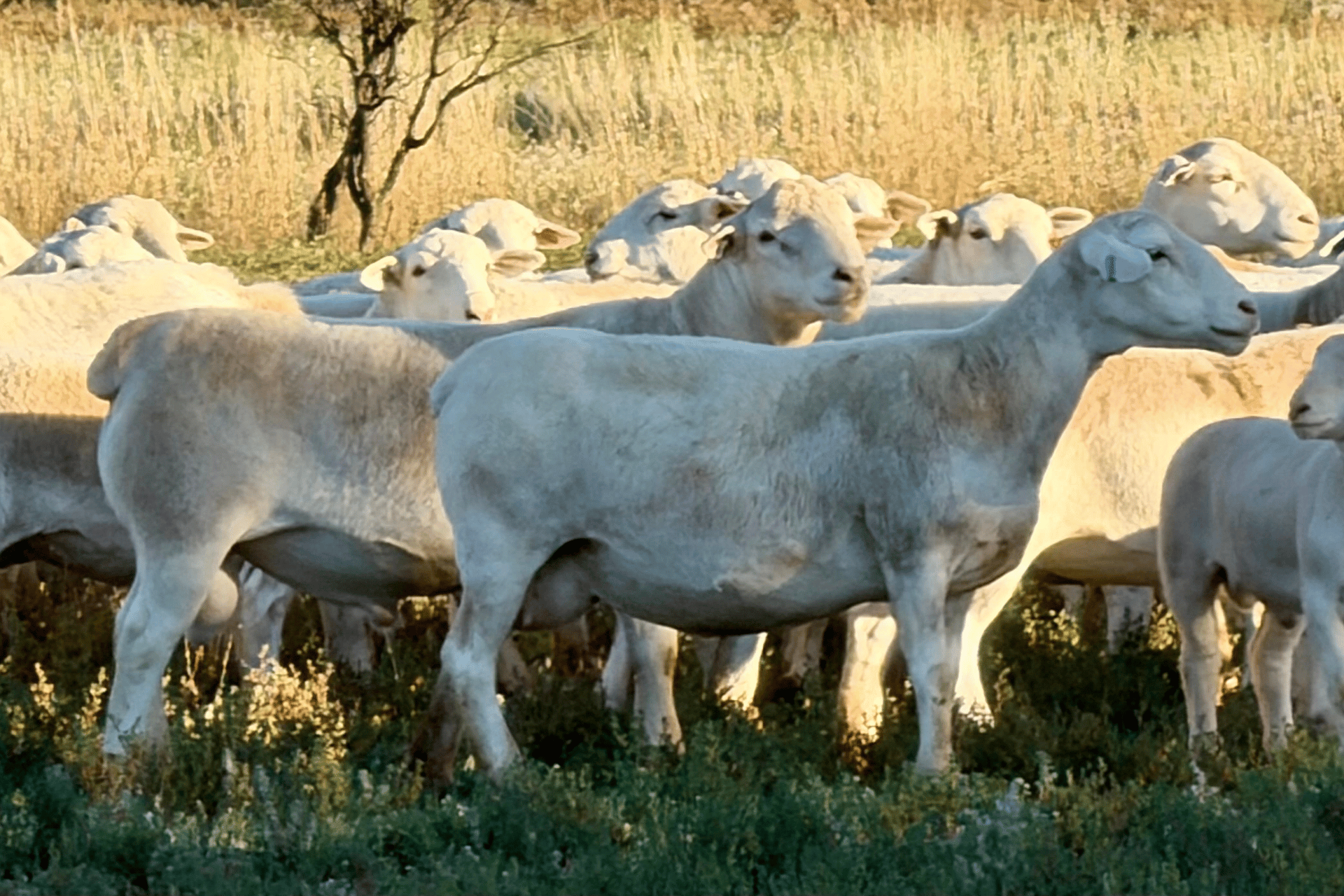 Dorper sheep for livestock breeding