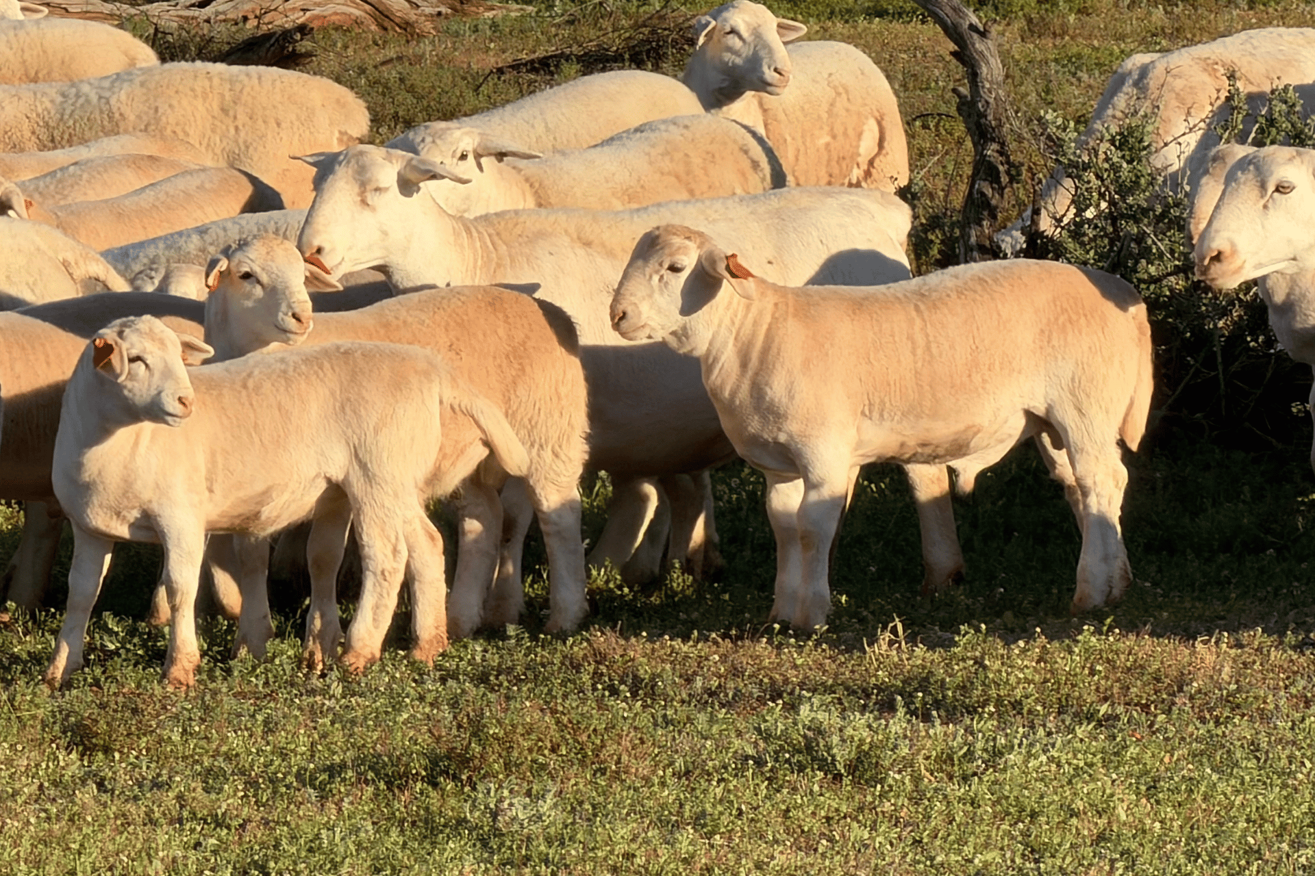 Quality Dorper genetics from Northern NSW