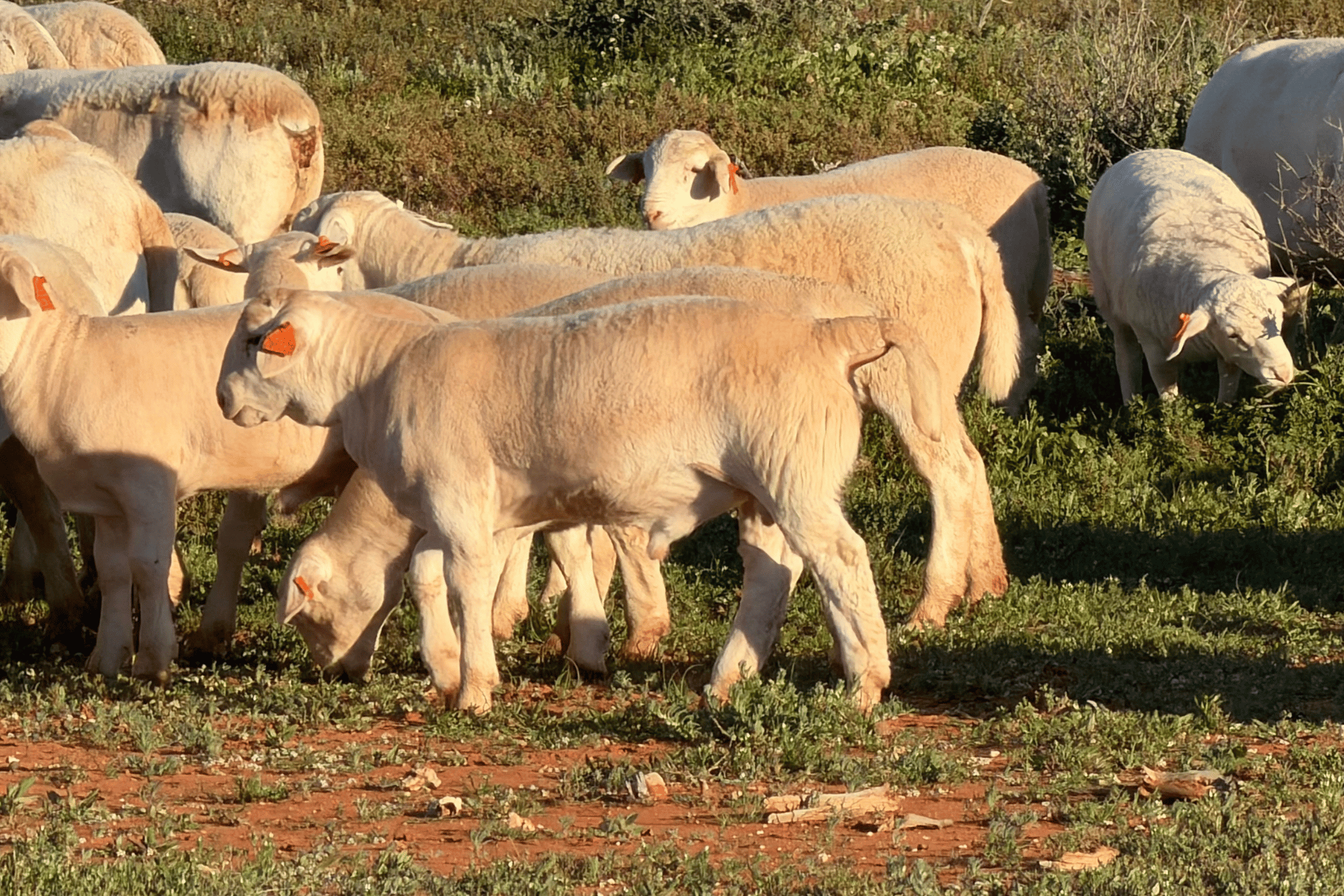 Dorper sheep breeding stud in Australia