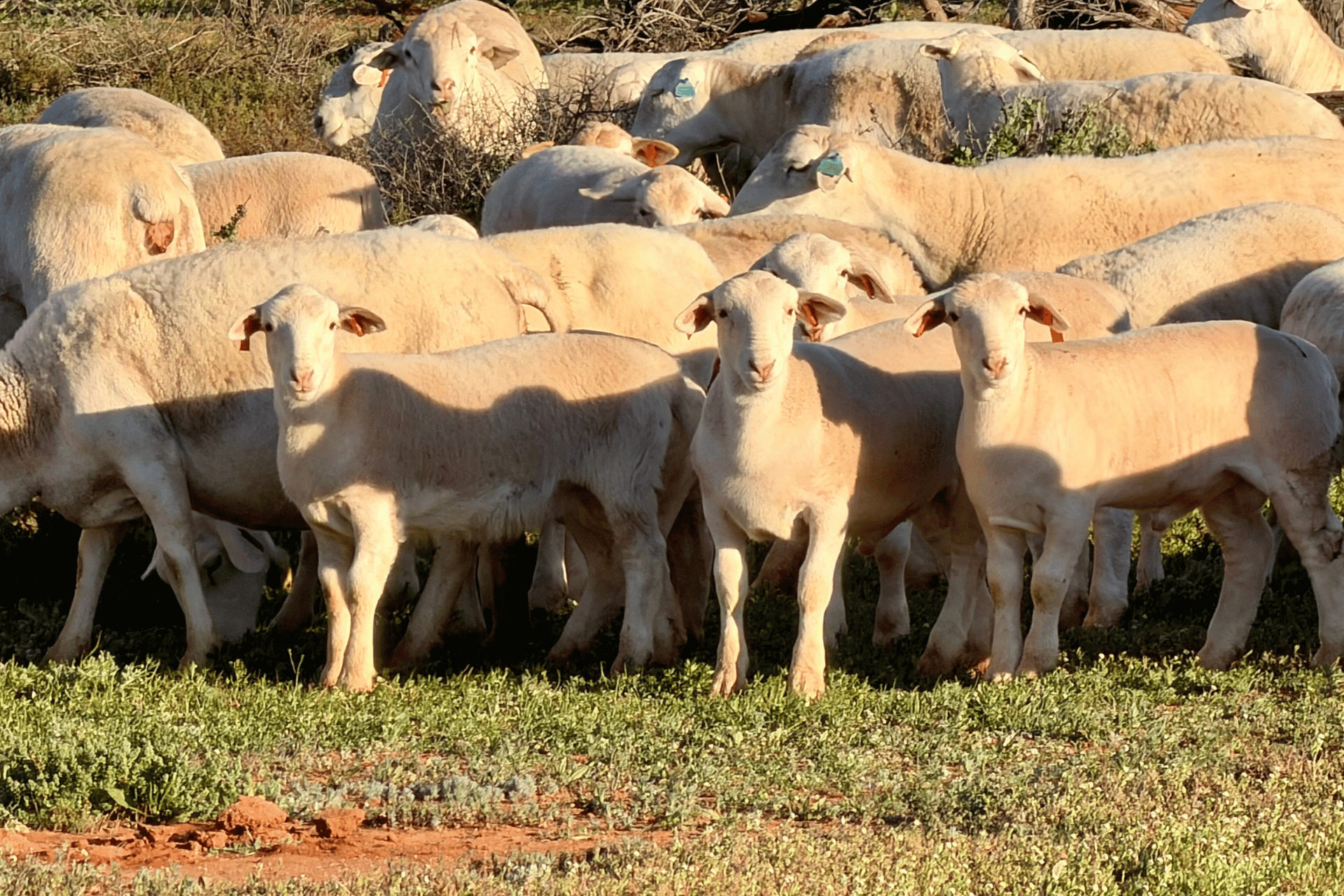 Dorper breeding stock for Australian conditions