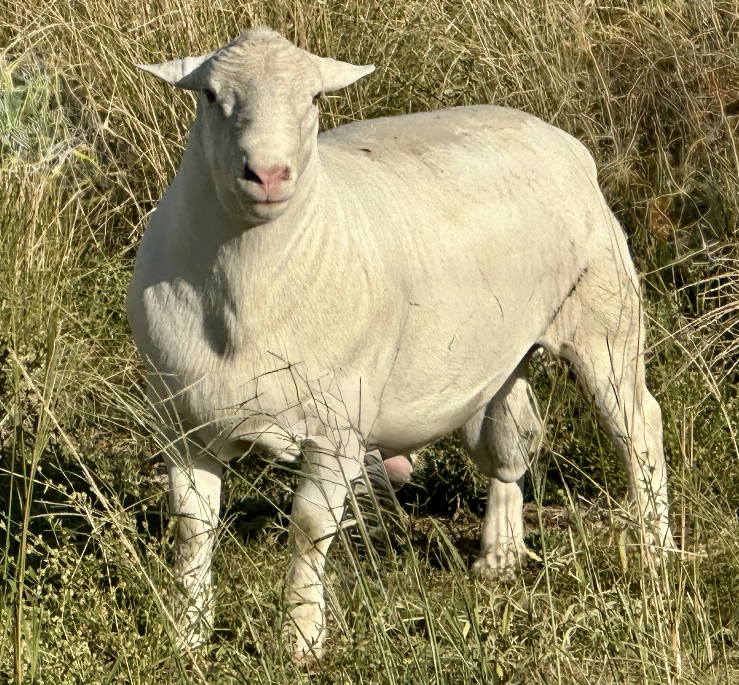 Winrae Mega White Dorper stud ram