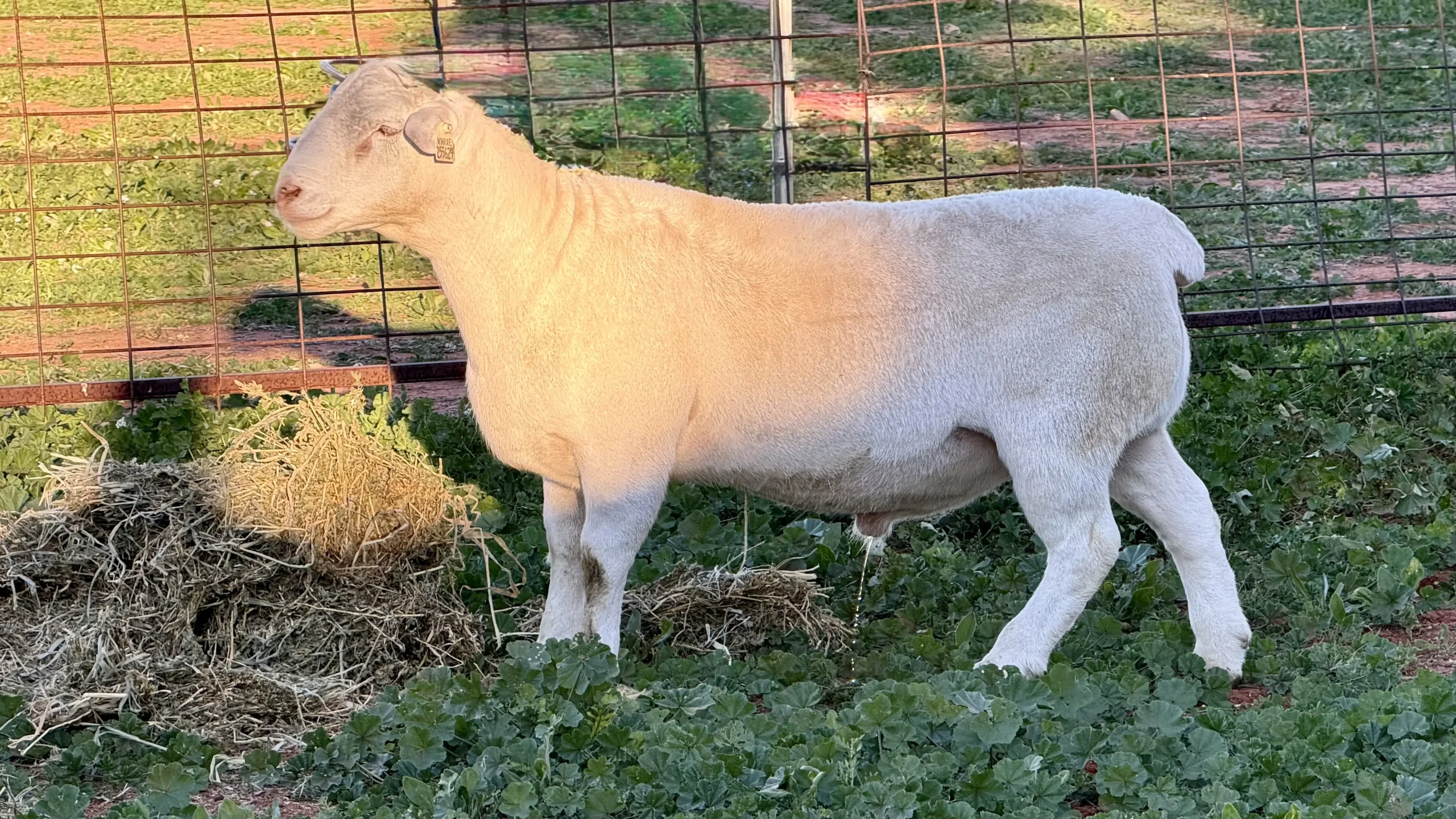 Winrae Rocky White Dorper stud sire